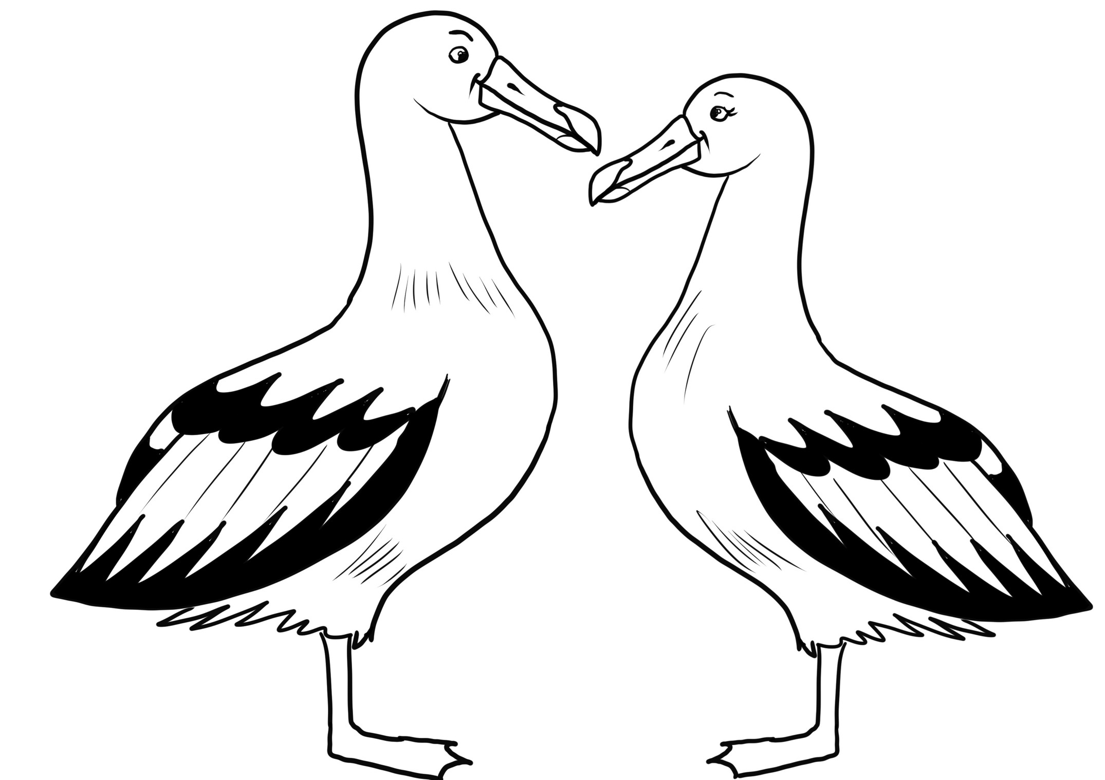 Disegno da colorare di coppia di albatros innamorati