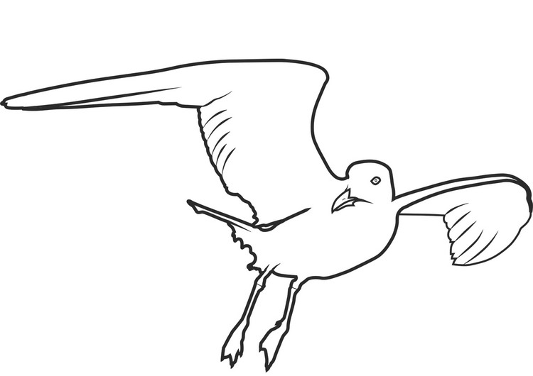 Public domain albatross coloring page