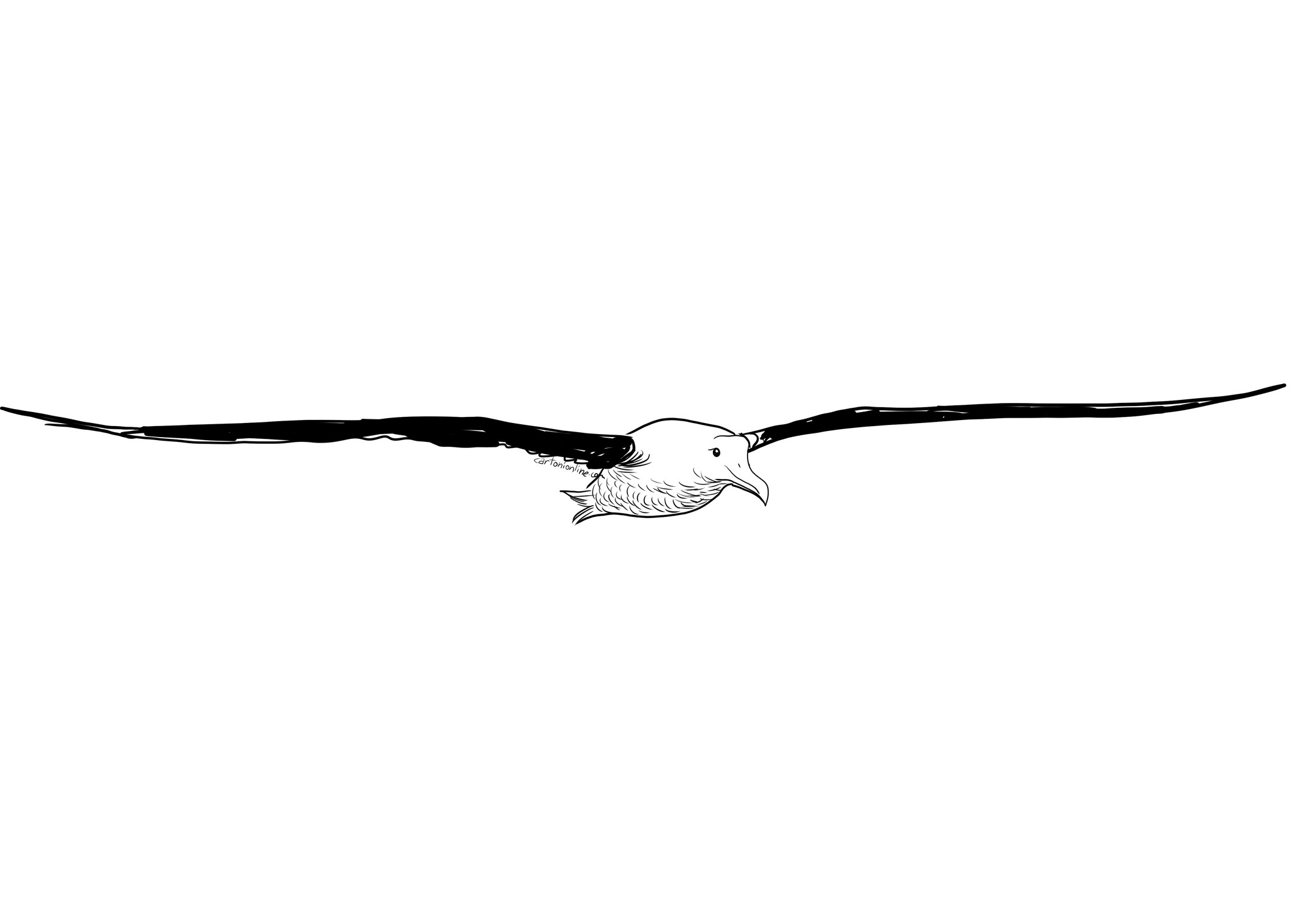 Dibujo de Albatros para colorear en vuelo