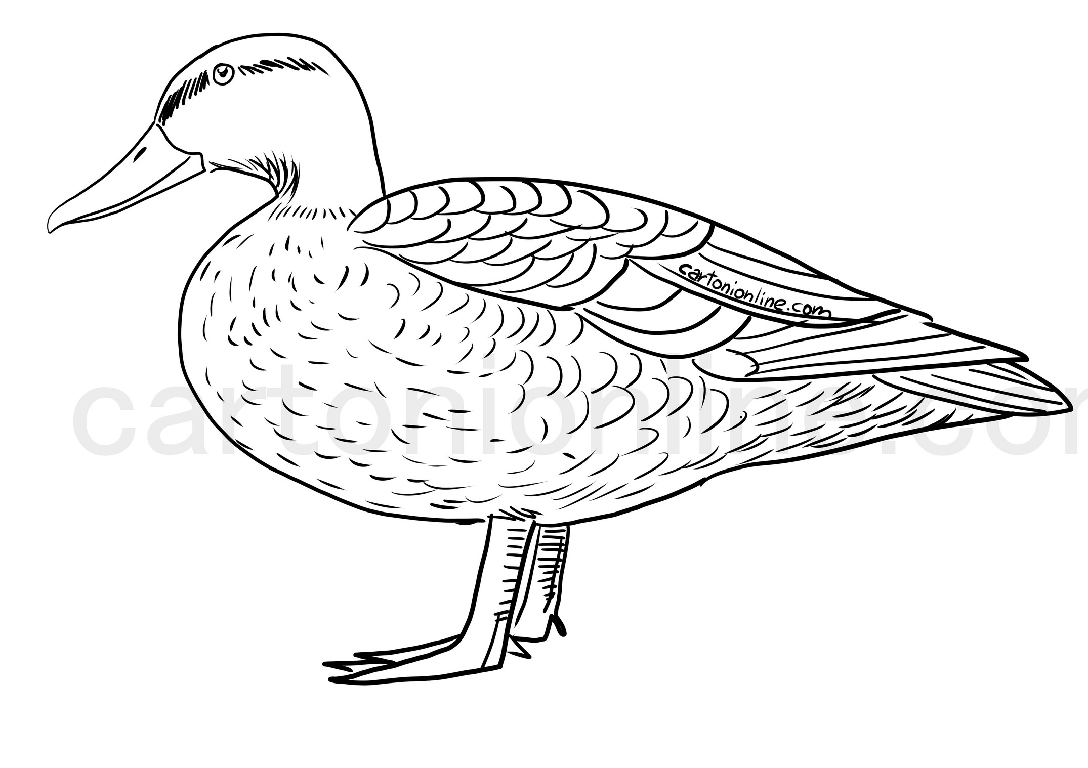 Realistic Duck coloring page to print and coloring