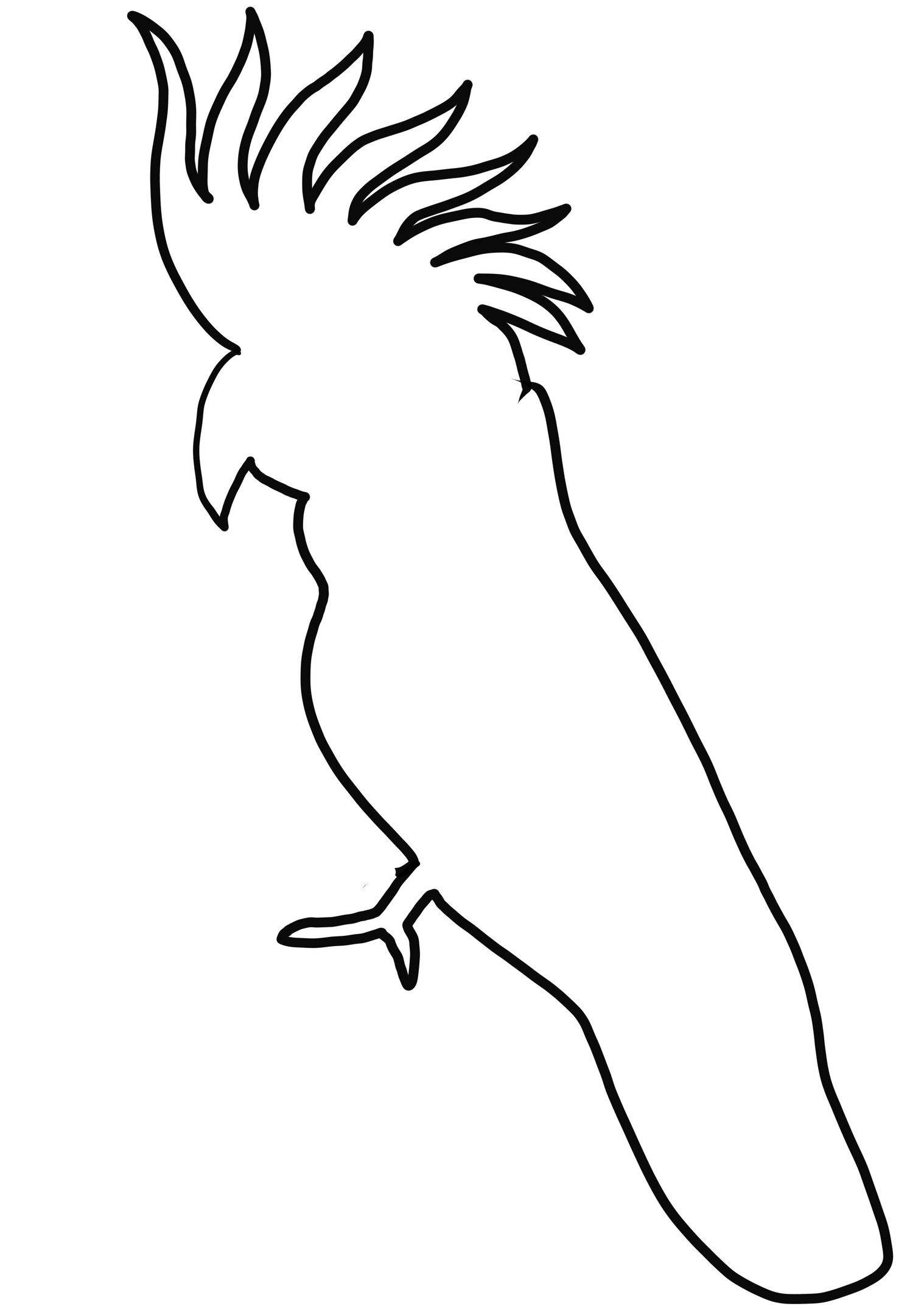 凤头鹦鹉剪影着色页