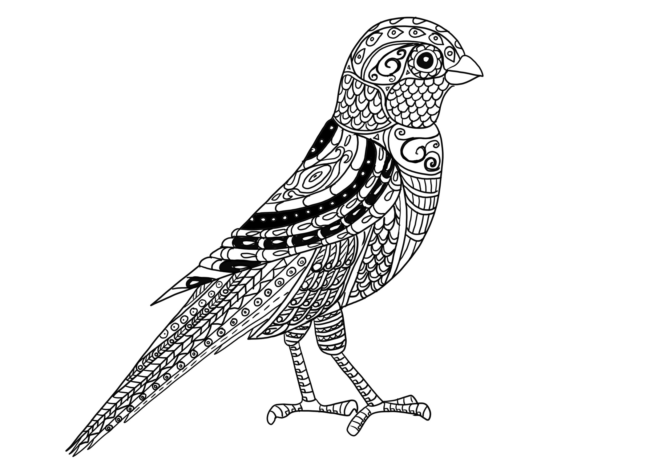 Coloriage canari réaliste