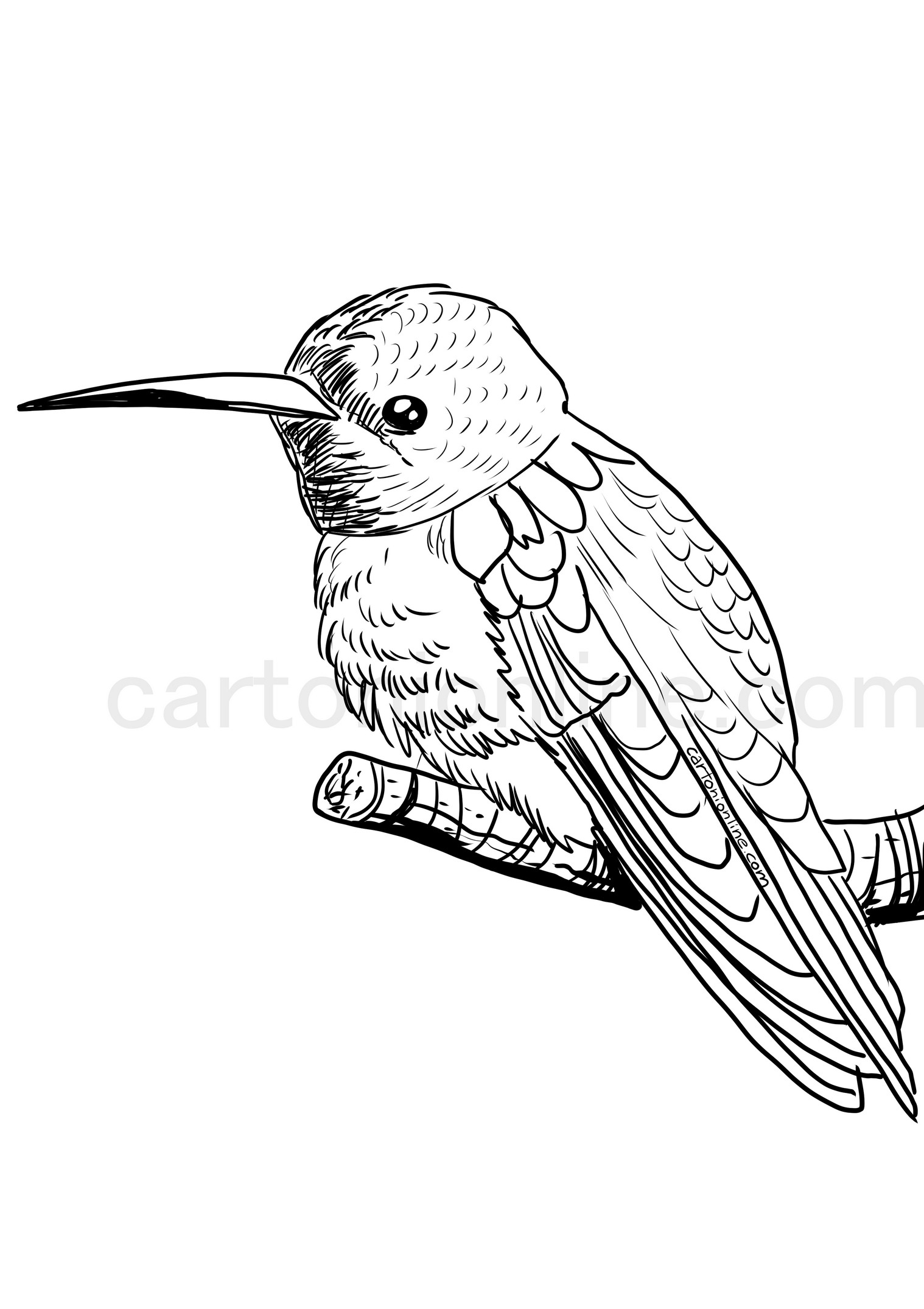 Realistische kolibrie kleurplaat