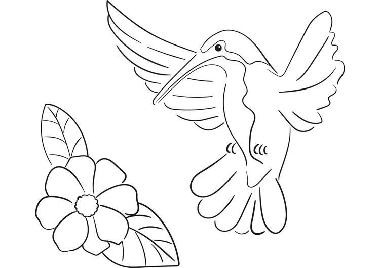 Disegno di colibr realistico da colorare