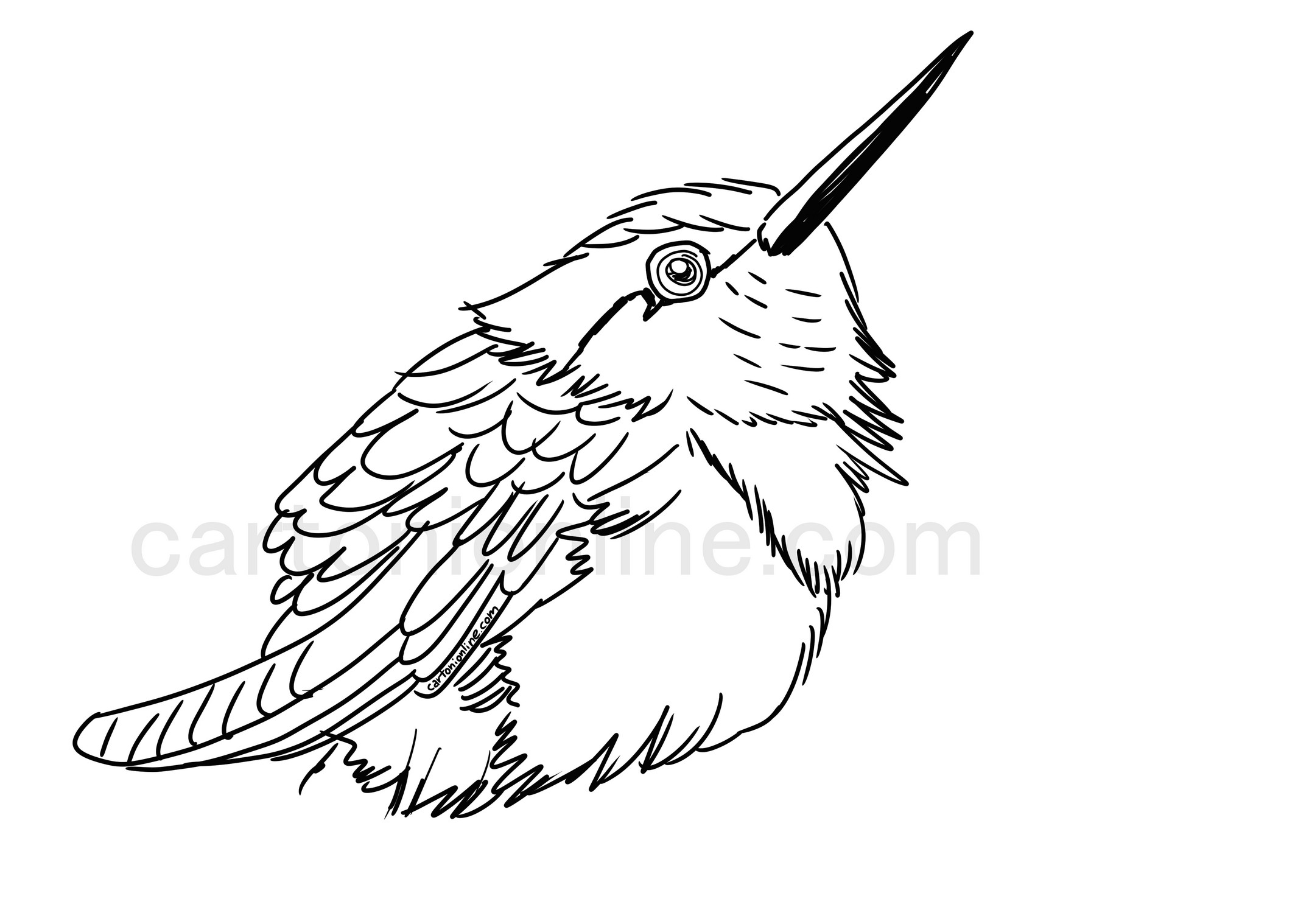 Realistic Hummingbird coloring page