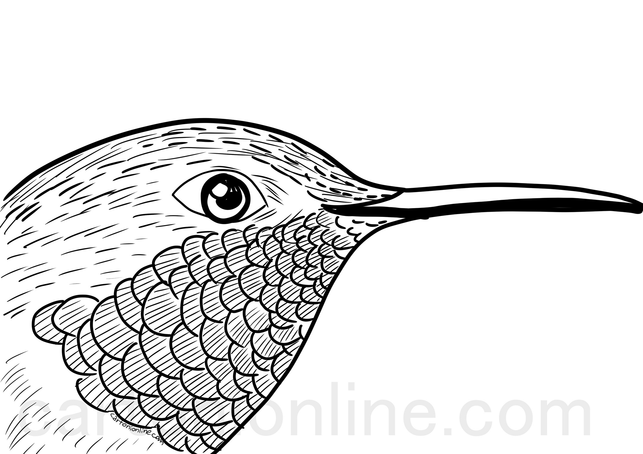 Realistic Hummingbird coloring page