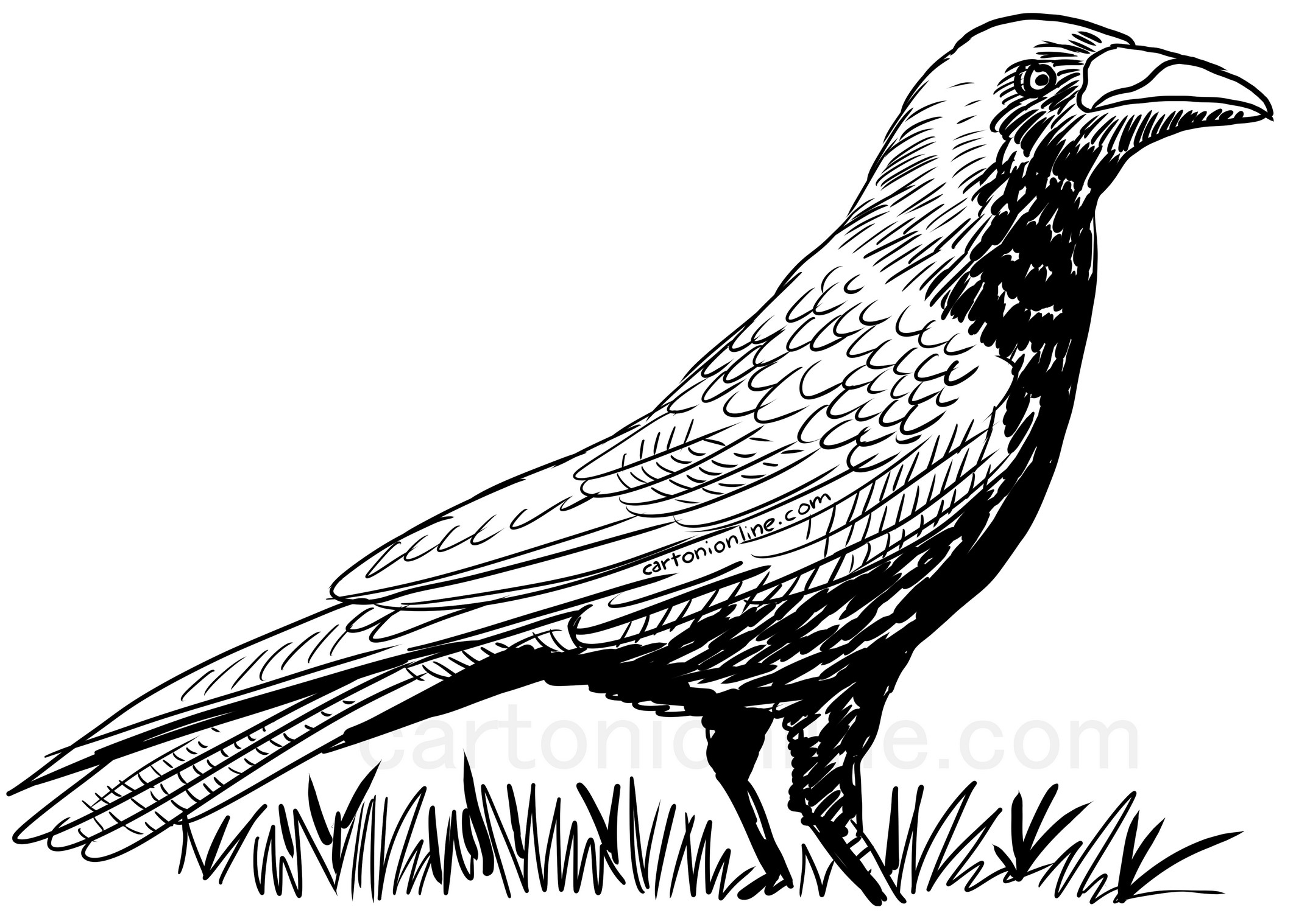 Realistic crow coloring page