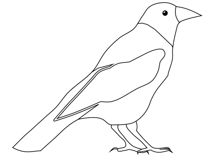 Realistic Crow coloring page