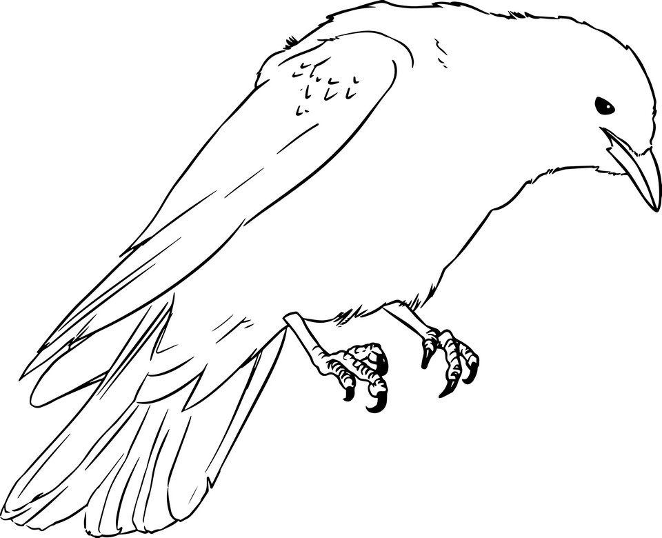 Realistic Crow coloring page