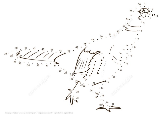 Realistic Pheasant coloring page