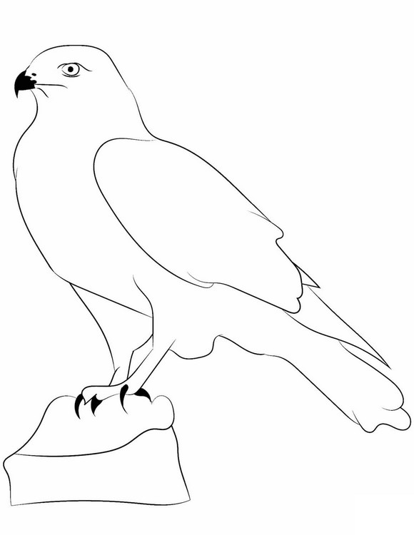 Disegno di falco realistico da colorare
