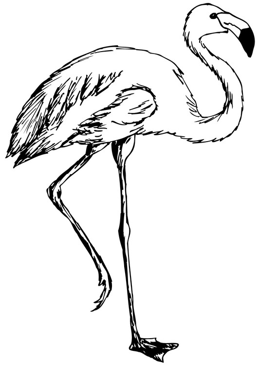 Realistische flamingo kleurplaat