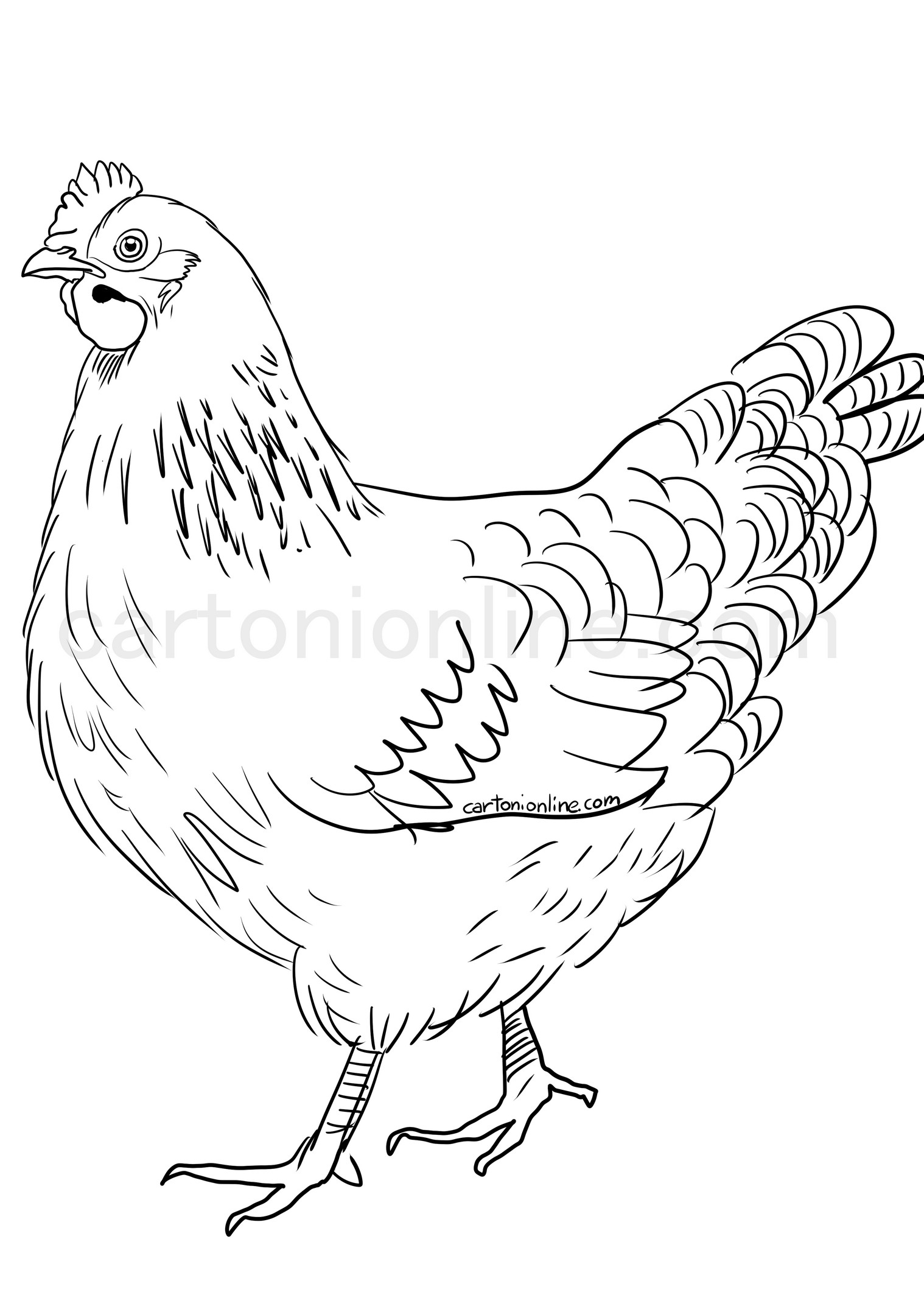 Disegno di gallina realistico da colorare