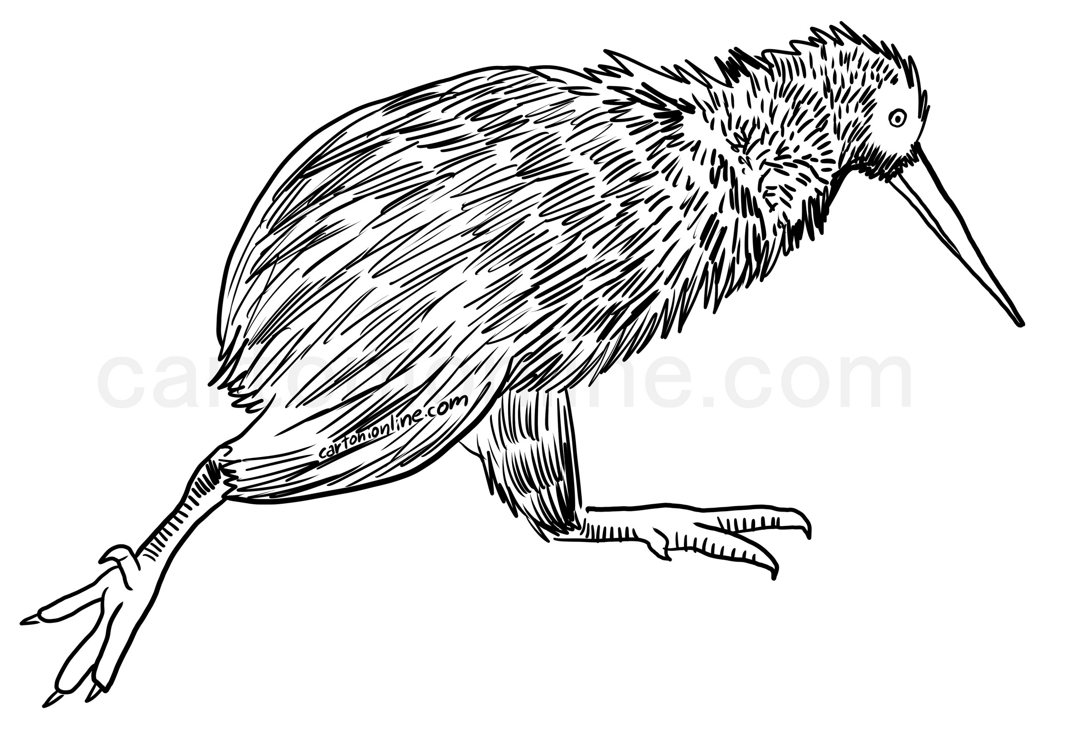 Disegno di uccello kiwi realistico da colorare
