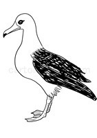 Kolorowanki realistyczna Albatros