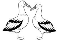 Desenho de uma casal de Albatroz