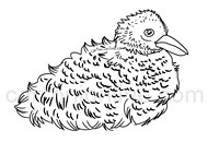 Desenho de pollito de Albatroz