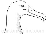 Coloriage de tête de Albatros 