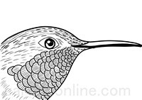 Realistisk kolibri målarbok