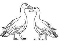 Desenho de uma casal de gansos