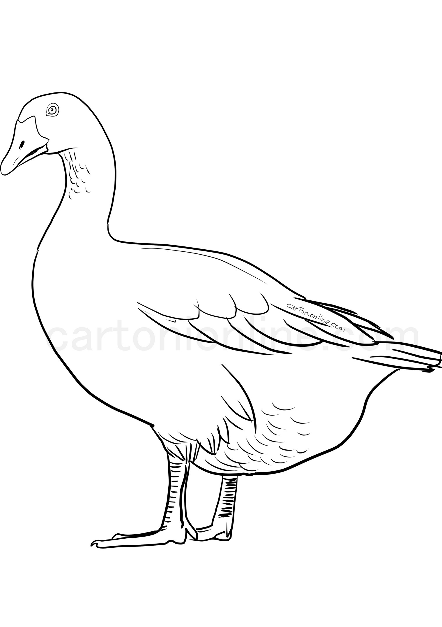 Realistic goose coloring page