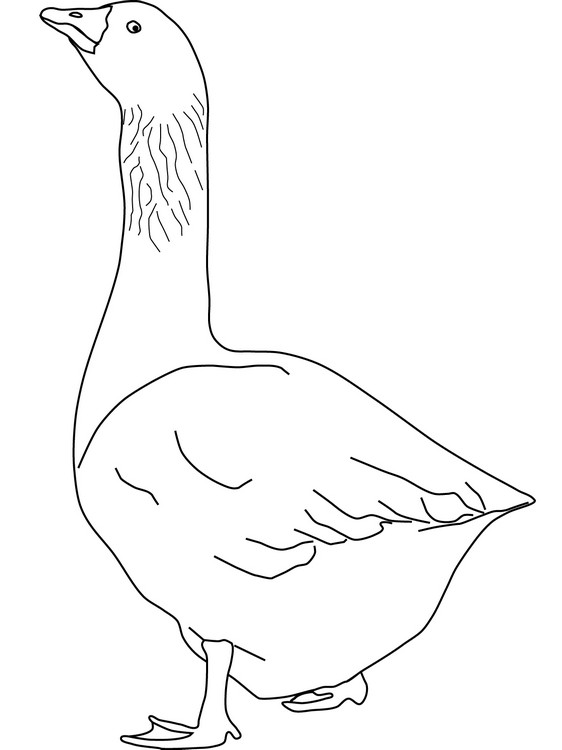 Desenho de ganso de domnio pblico para imprimir e colorir