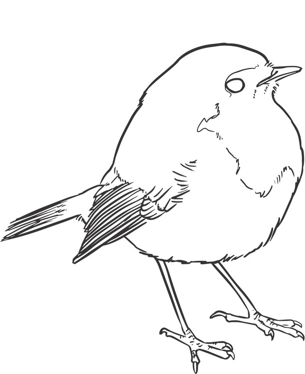Disegno di passero realistico da colorare