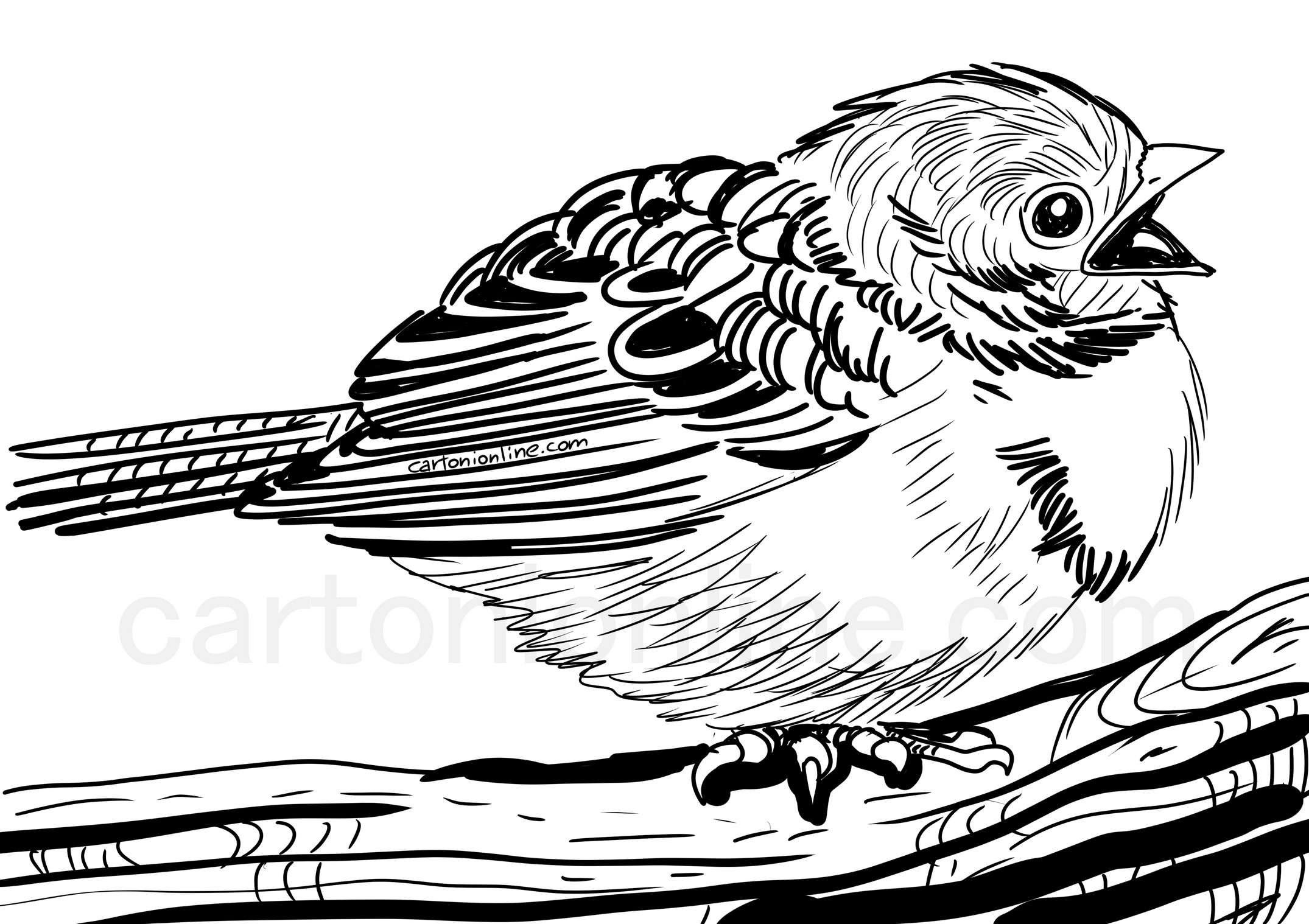 Sparrow chick målarbok