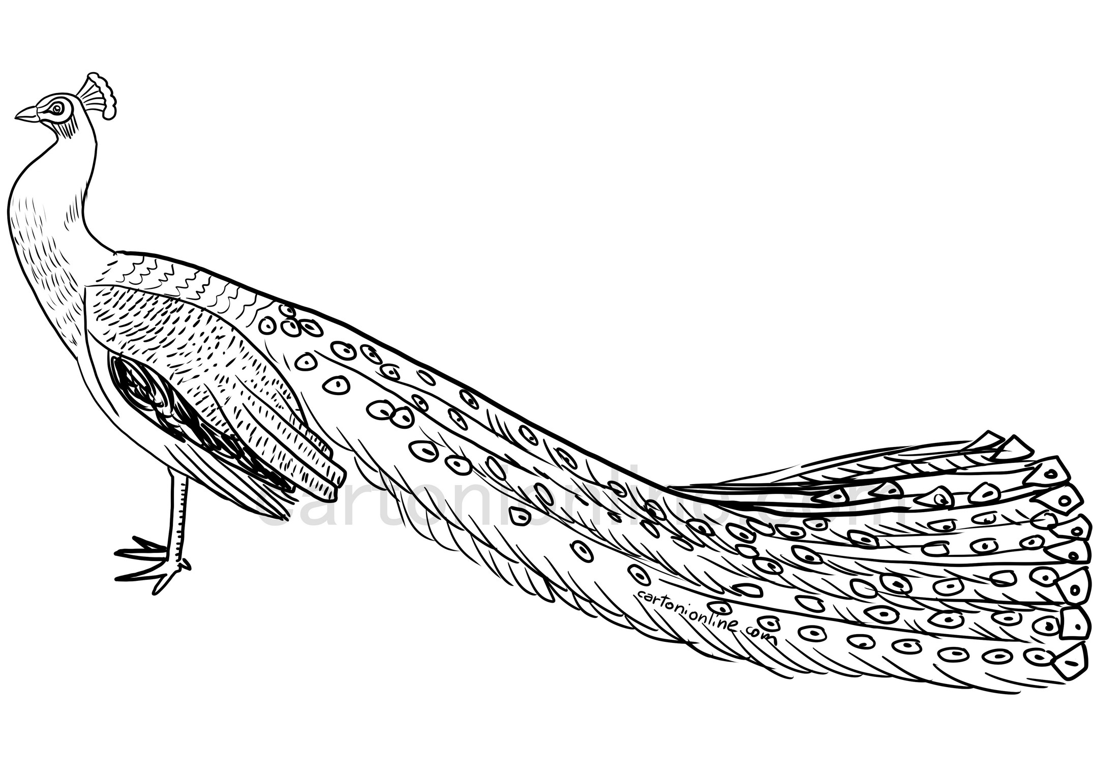 Realistic Peacock coloring page