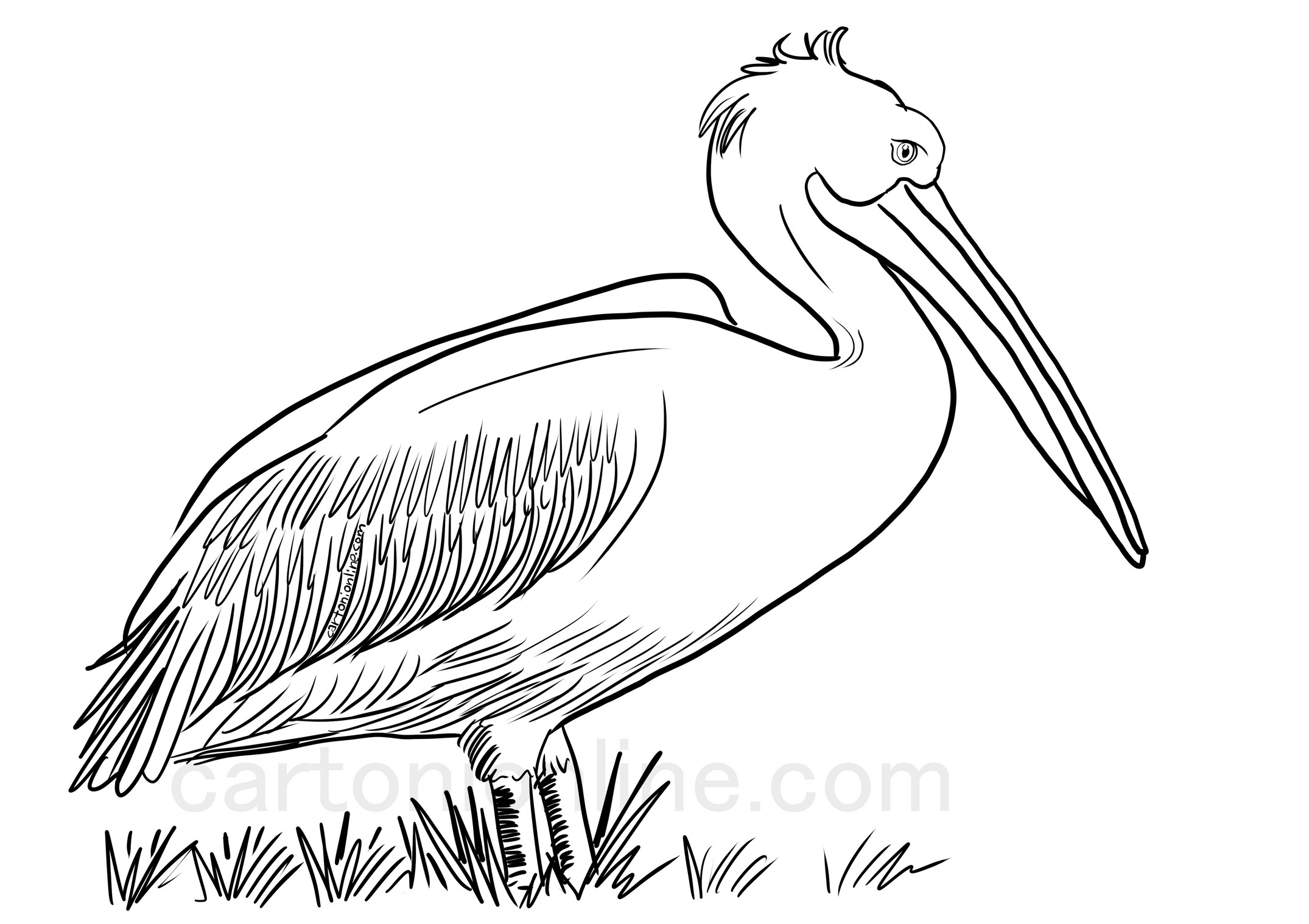 Realistic Pelican coloring page