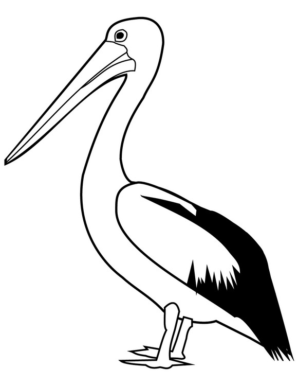 Realistisk pelikan målarbok