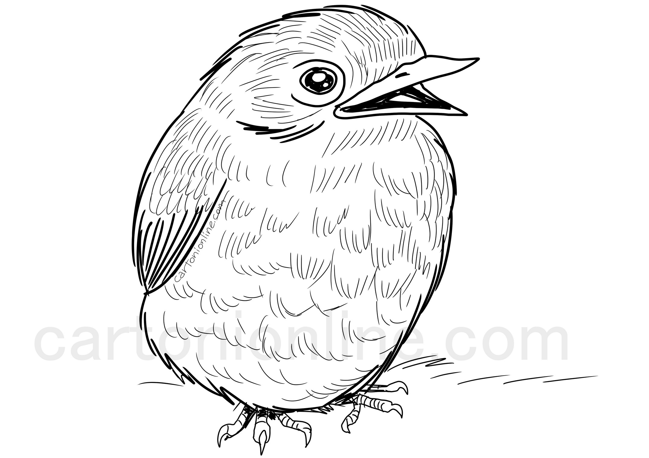 Realistic robin coloring page