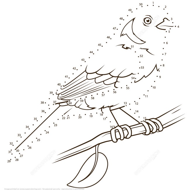 Realistic robin coloring page