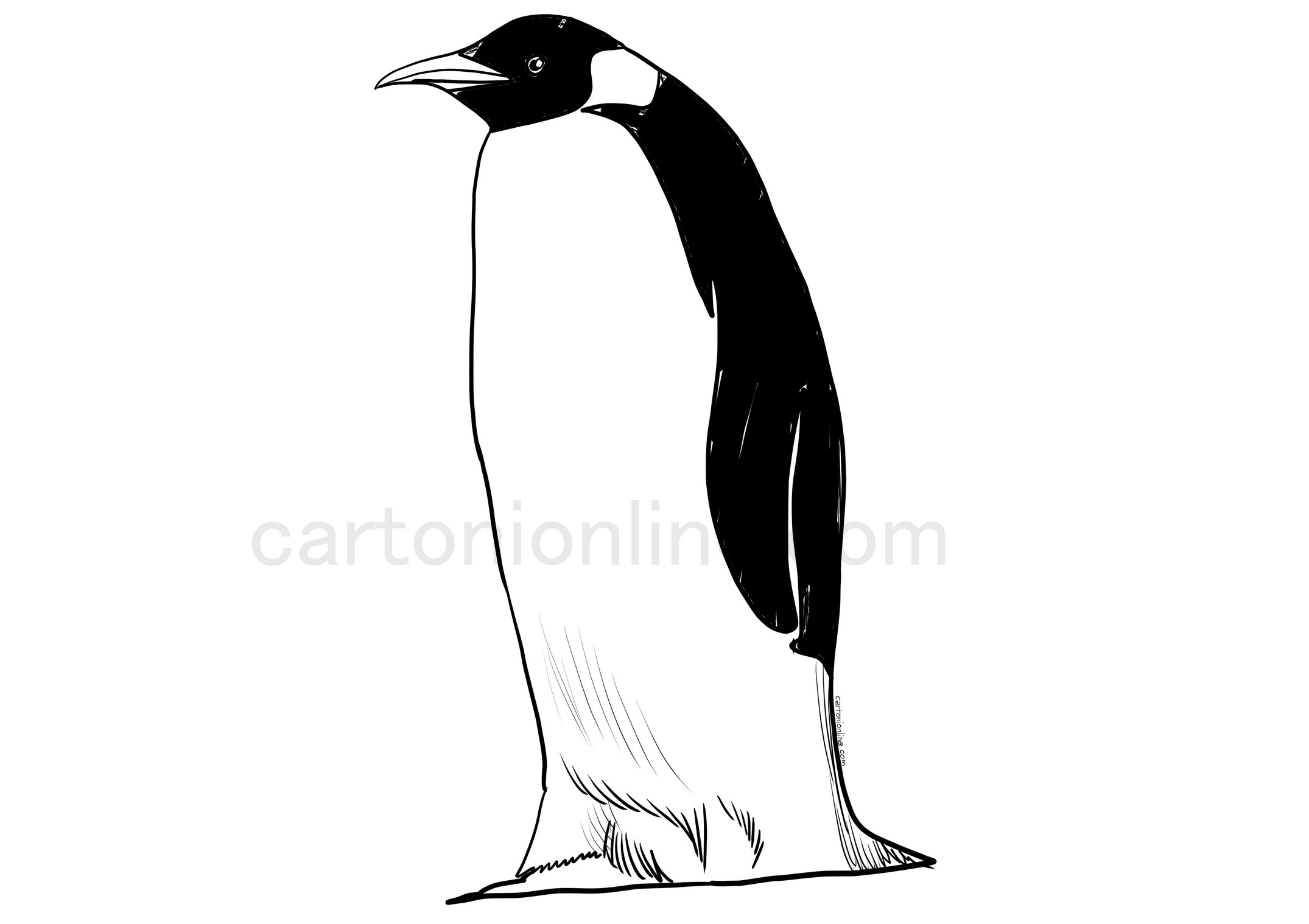 Pagina de colorat Pinguin realist