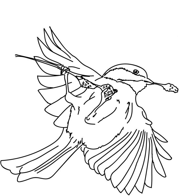 Realistic road runner coloring page