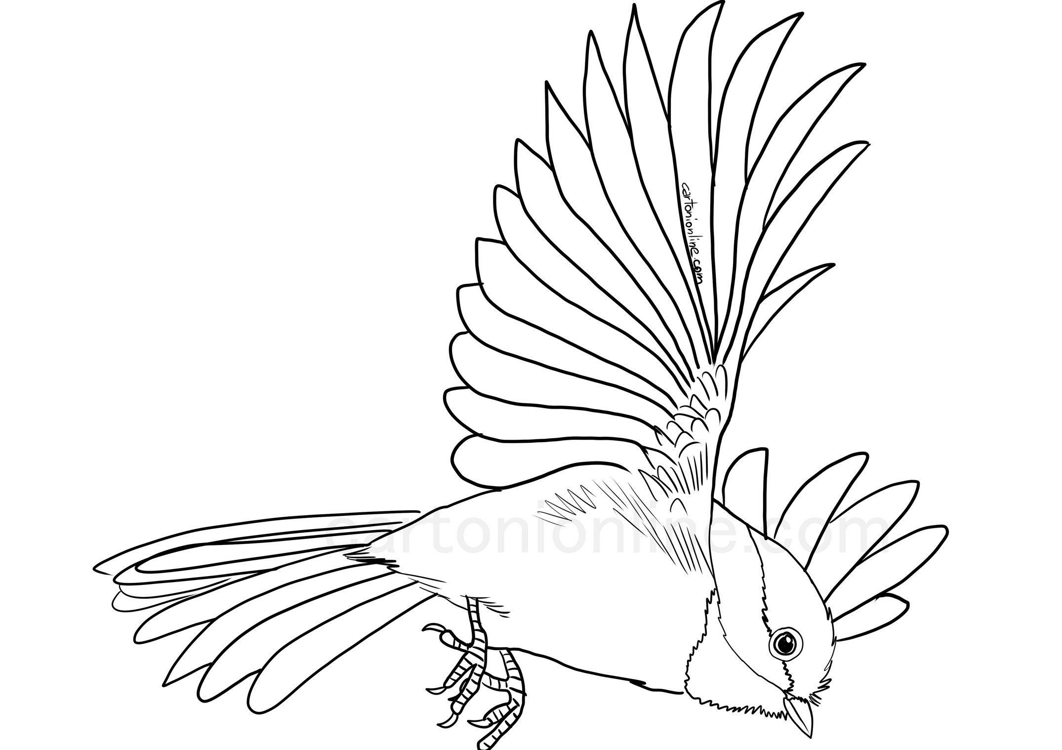 Realistic road runner coloring page
