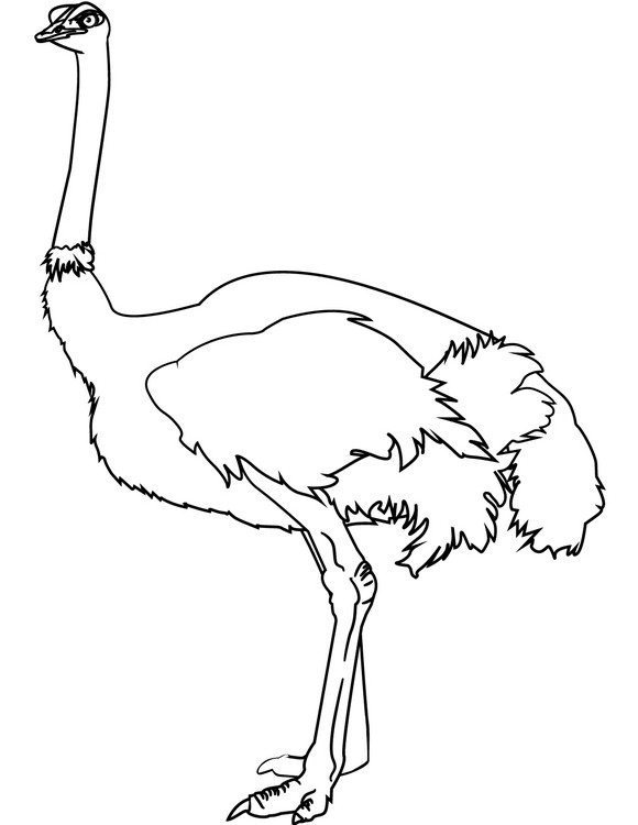 Realistische struisvogel kleurplaat