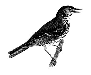 Thrush bird clipart coloring page