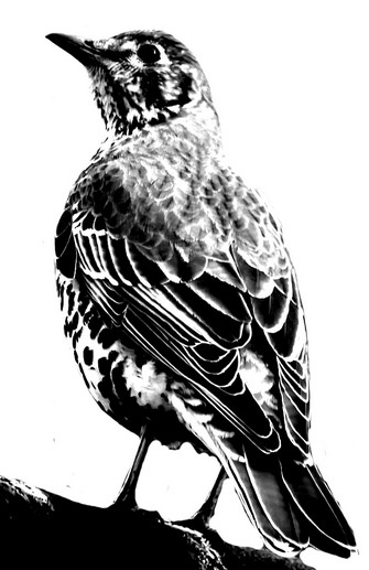 Dibujo de pájaro Tordo Realista para colorear