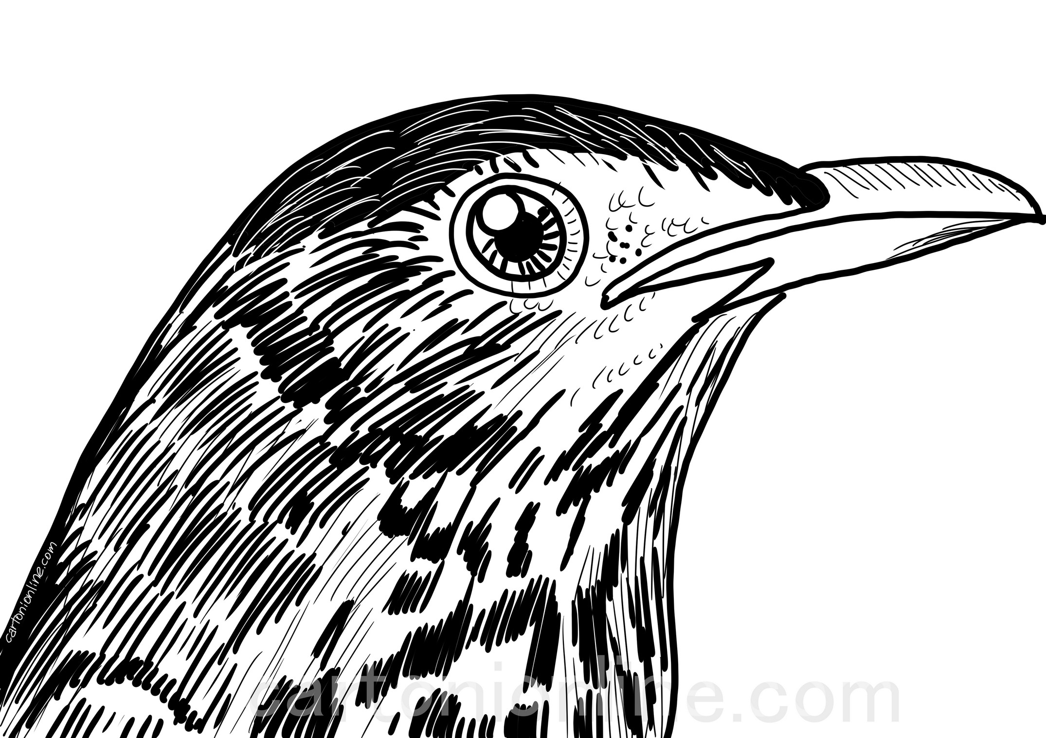 Dibujo de pájaro Tordo Realista para colorear