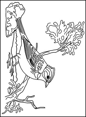 Coloriage 1 de oiseaux  imprimer et colorier