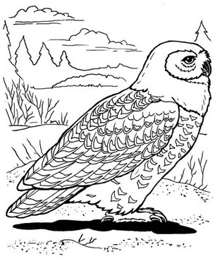 Drawing 7 from birds coloring page to print and coloring