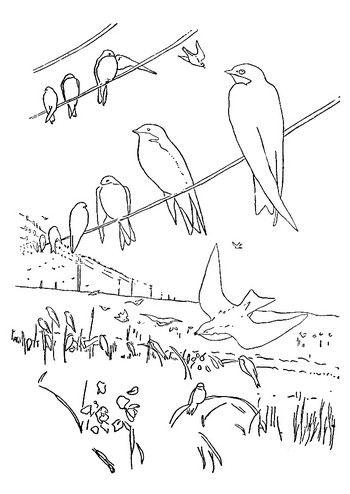 Disegno 22 di uccelli da stampare e colorare