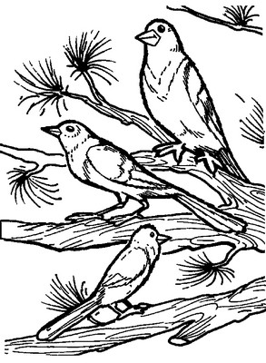 Desen 23 de păsări pentru a imprima și a colora