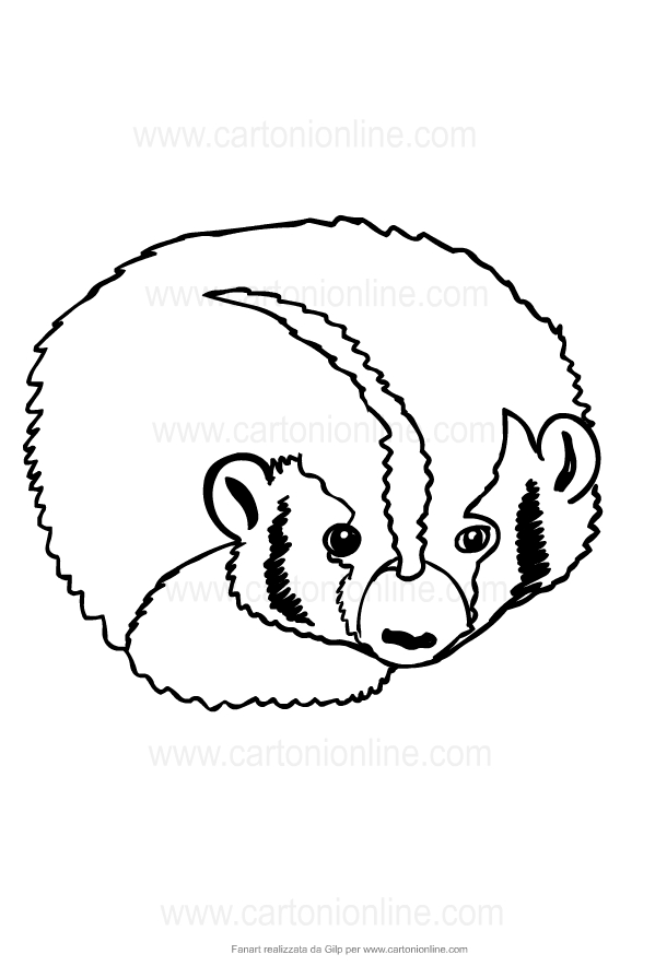 Drawing of badgers to print and coloring