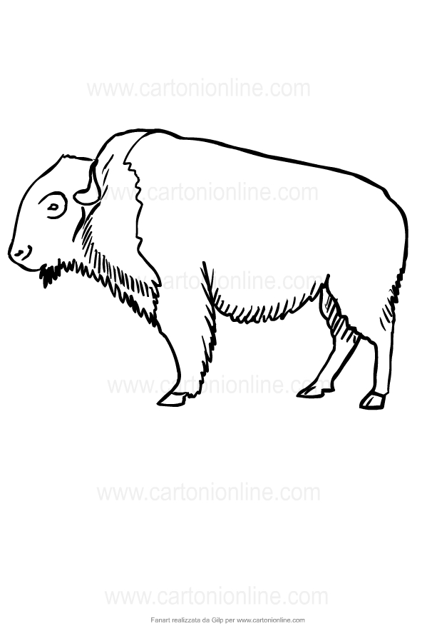 Drawing of buffalo to print and coloring