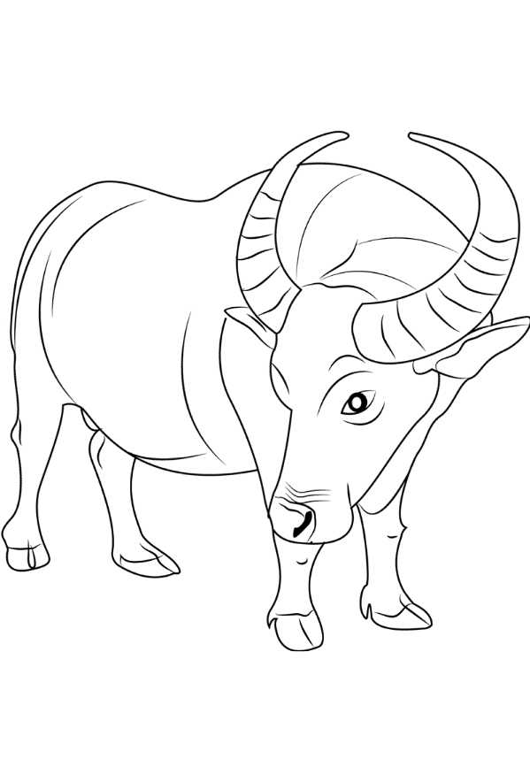 Drawing of buffalo to print and coloring