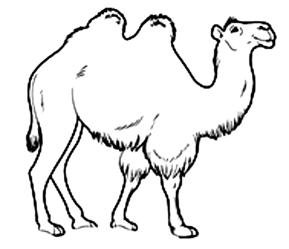 Drawing of camels to print and coloring