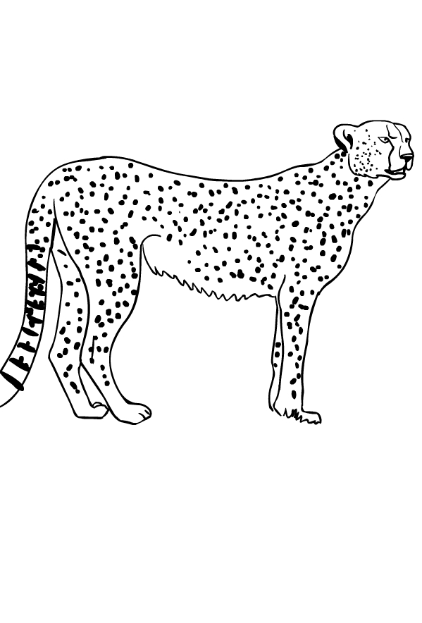 Drawing of cheetahs to print and coloring