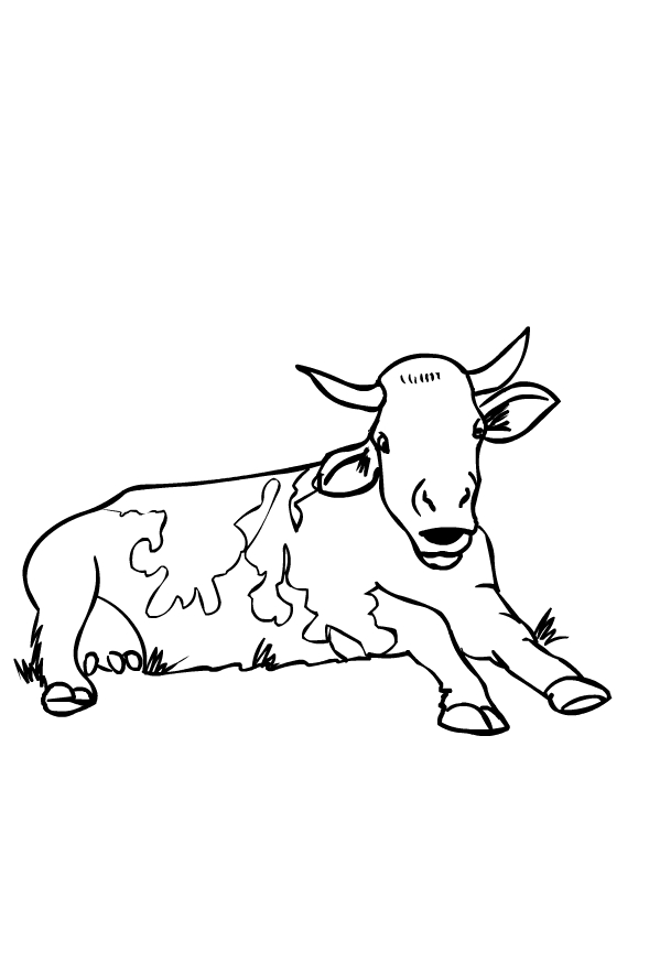 Drawing of cows to print and coloring